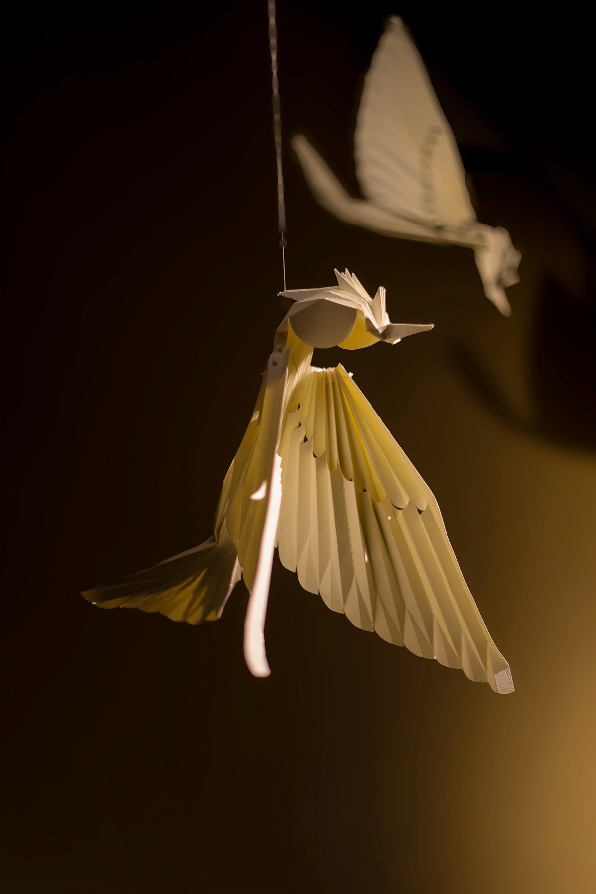 Colibrí De Páramo